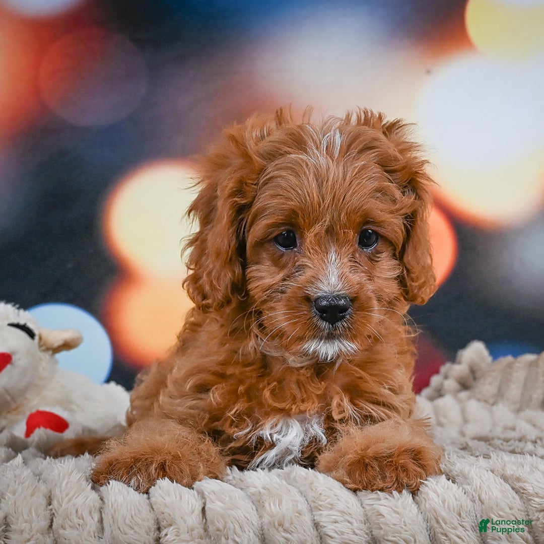 Cavapoo dogs for sale: Phoebe - Image 1