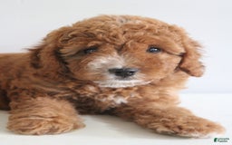 Cavapoo dogs for sale: Sage - Image 7