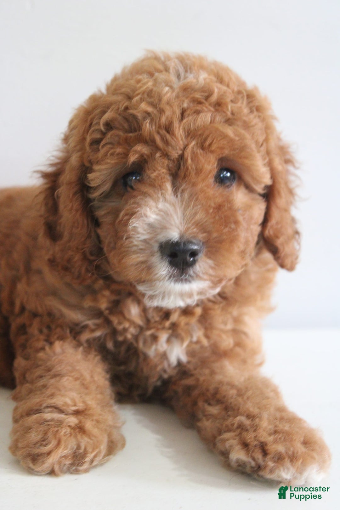 Cavapoo dogs for sale: Sage - Image 7