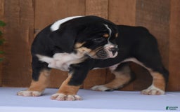 Beabull dogs for sale: Clint - Image 5