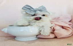 Maltese dogs for sale: Melber - Image 1