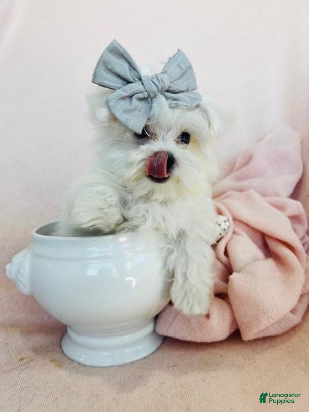 Maltese dogs for sale: Melber - Image 1