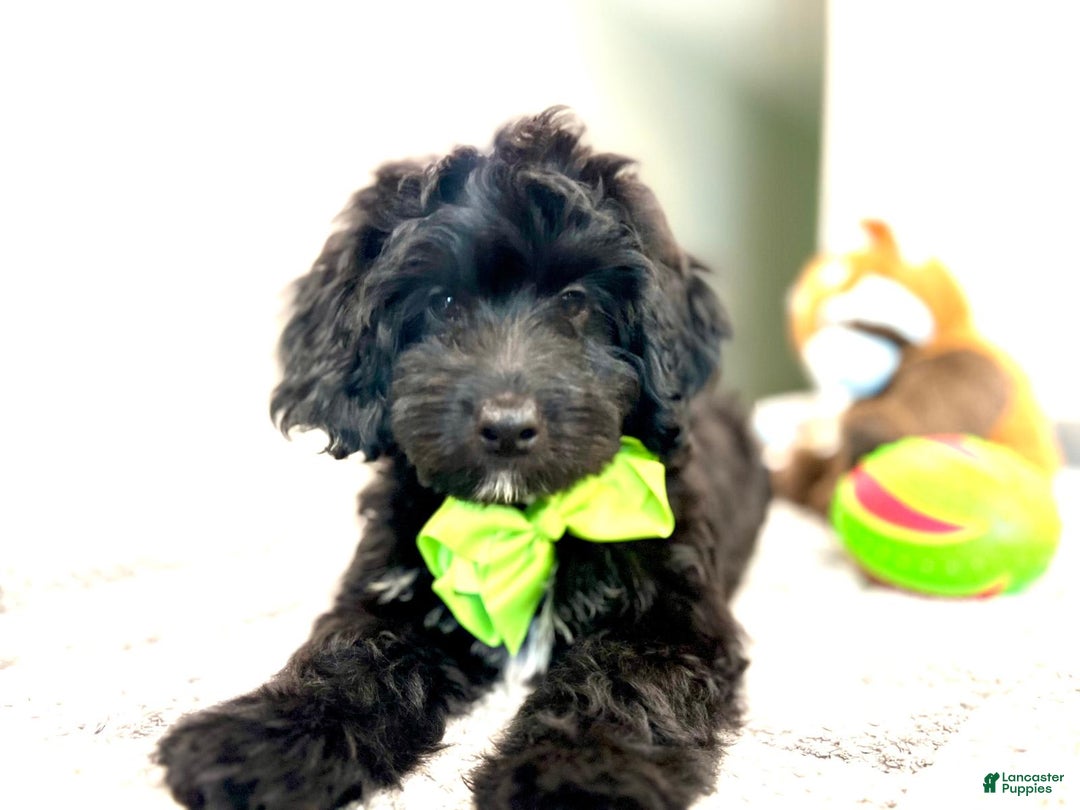 Mini Bernedoodle dogs for sale: Oreo - Image 1