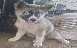 Siberian Husky dogs for sale: Kaya - Image 1