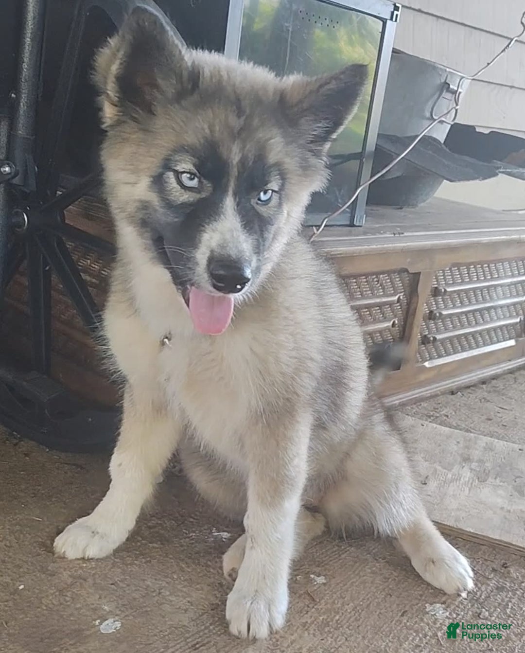 Siberian Husky dogs for sale: Kaya - Image 1