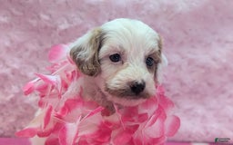 Cavapoo dogs for sale: Forky - Image 2