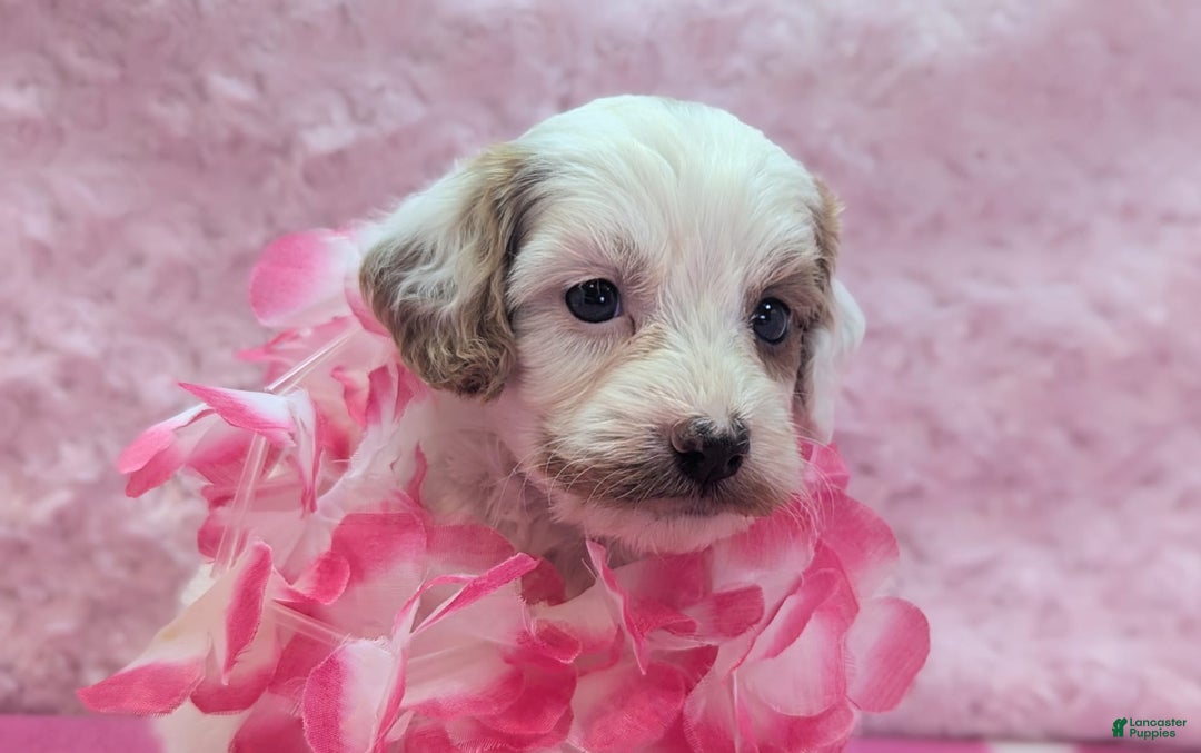 Cavapoo dogs for sale: Forky - Image 2