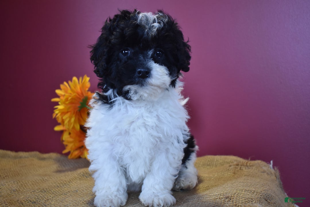 Cavapoo dogs for sale: Jasmine - Image 3
