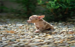 Chihuahua dogs for sale: Chihuahua 5 puppies - Image 18