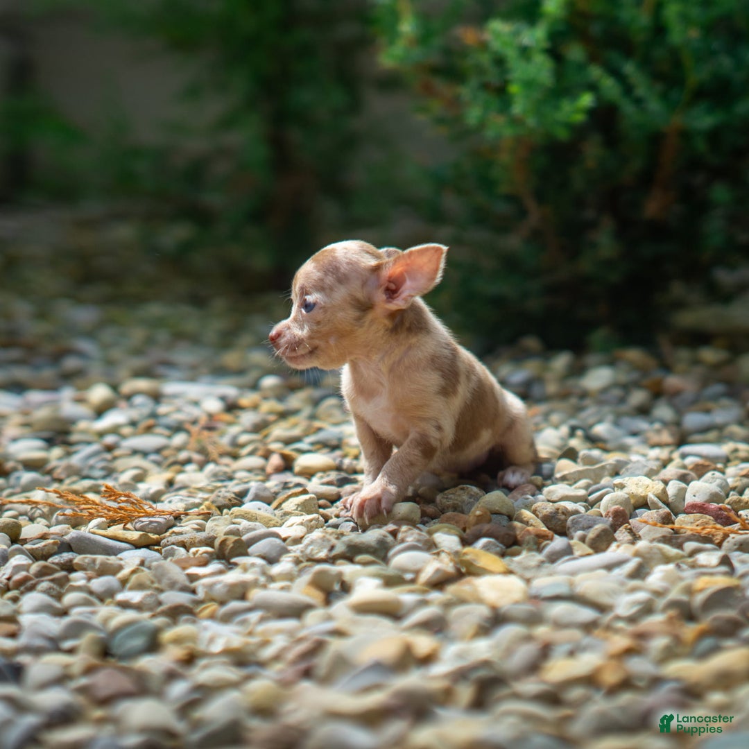 Chihuahua dogs for sale: Chihuahua 5 puppies - Image 18
