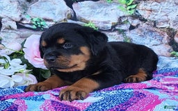 Rottweiler dogs for sale: Rottweiler 3 puppies - Image 4