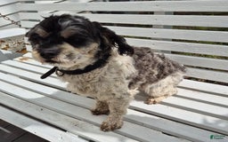 Shihpoo dogs for sale: Brodie - Image 1