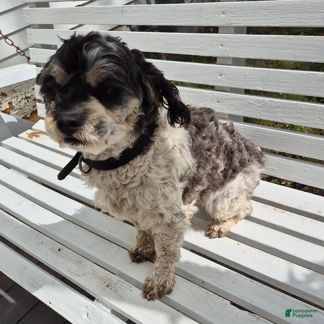 Shihpoo dogs for sale: Brodie - Image 1