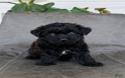Yorkiepoo dogs for sale: Sadie - Image 1
