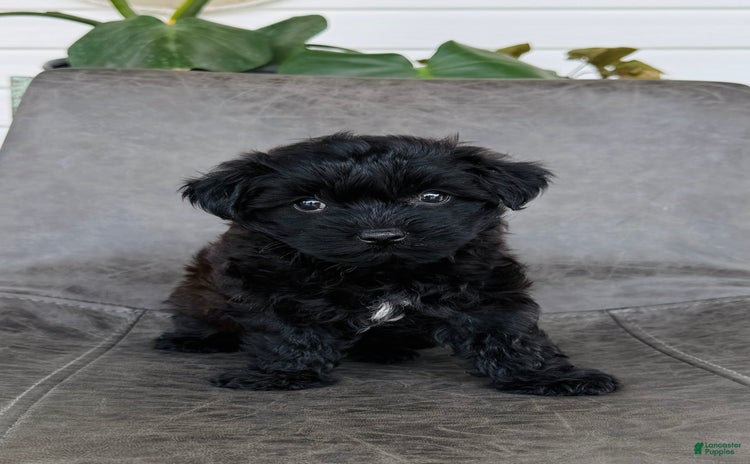 Yorkiepoo dogs for sale - Ad 5