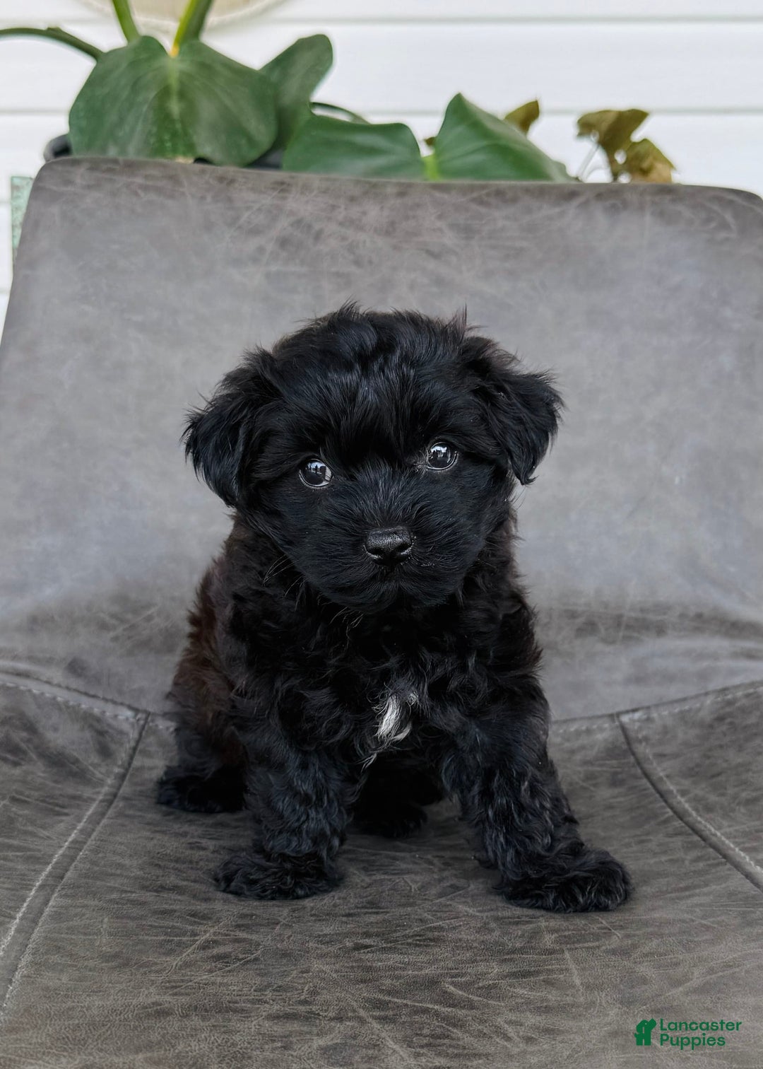 Yorkiepoo dogs for sale: Sadie - Image 1