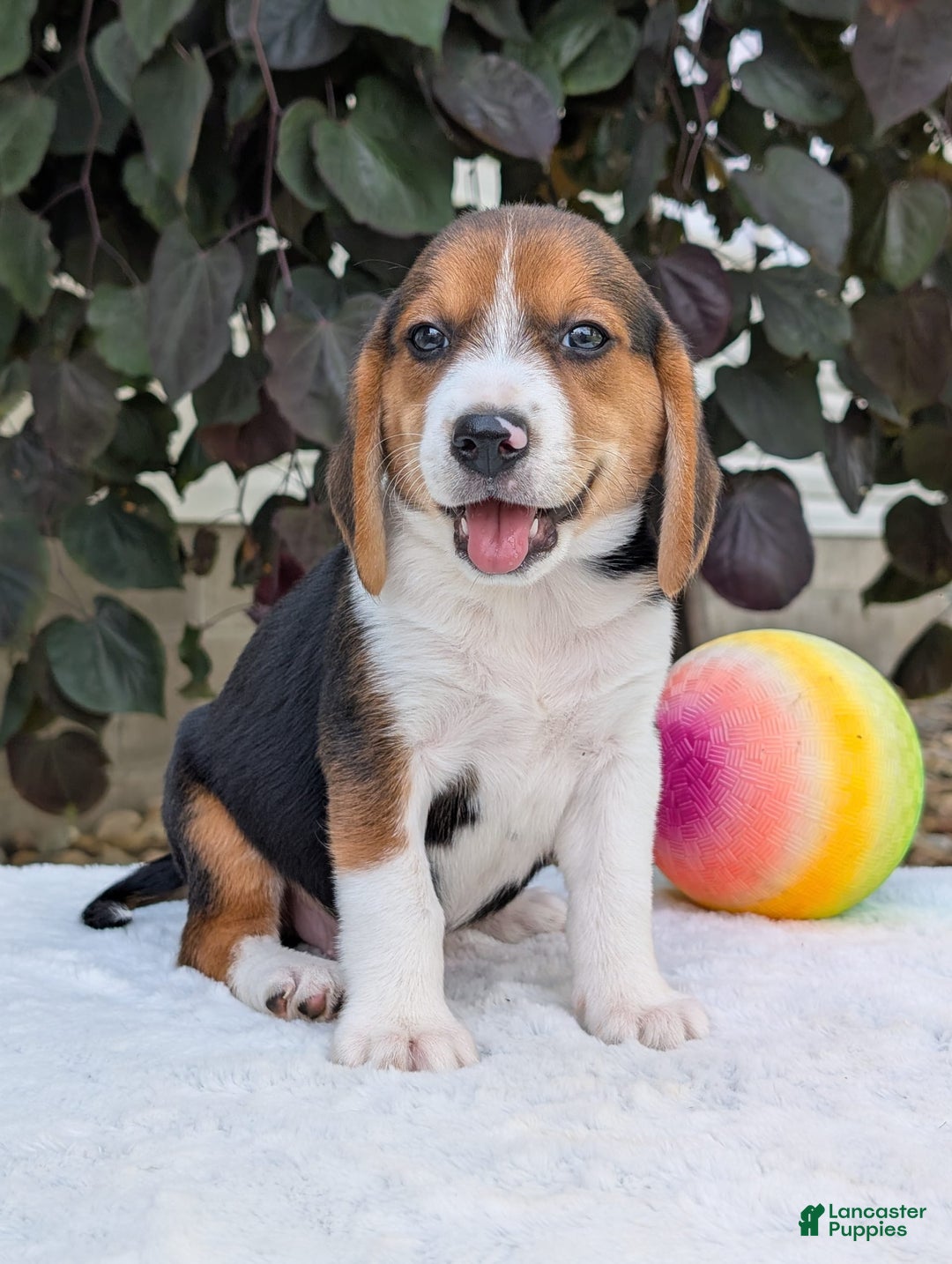 Beagle dogs for sale: Benji - Image 5