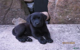 Labrador Retriever dogs for sale: Hunter - Image 9