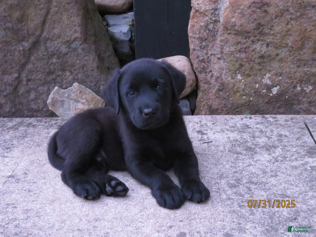 Labrador Retriever dogs for sale: Hunter - Image 9