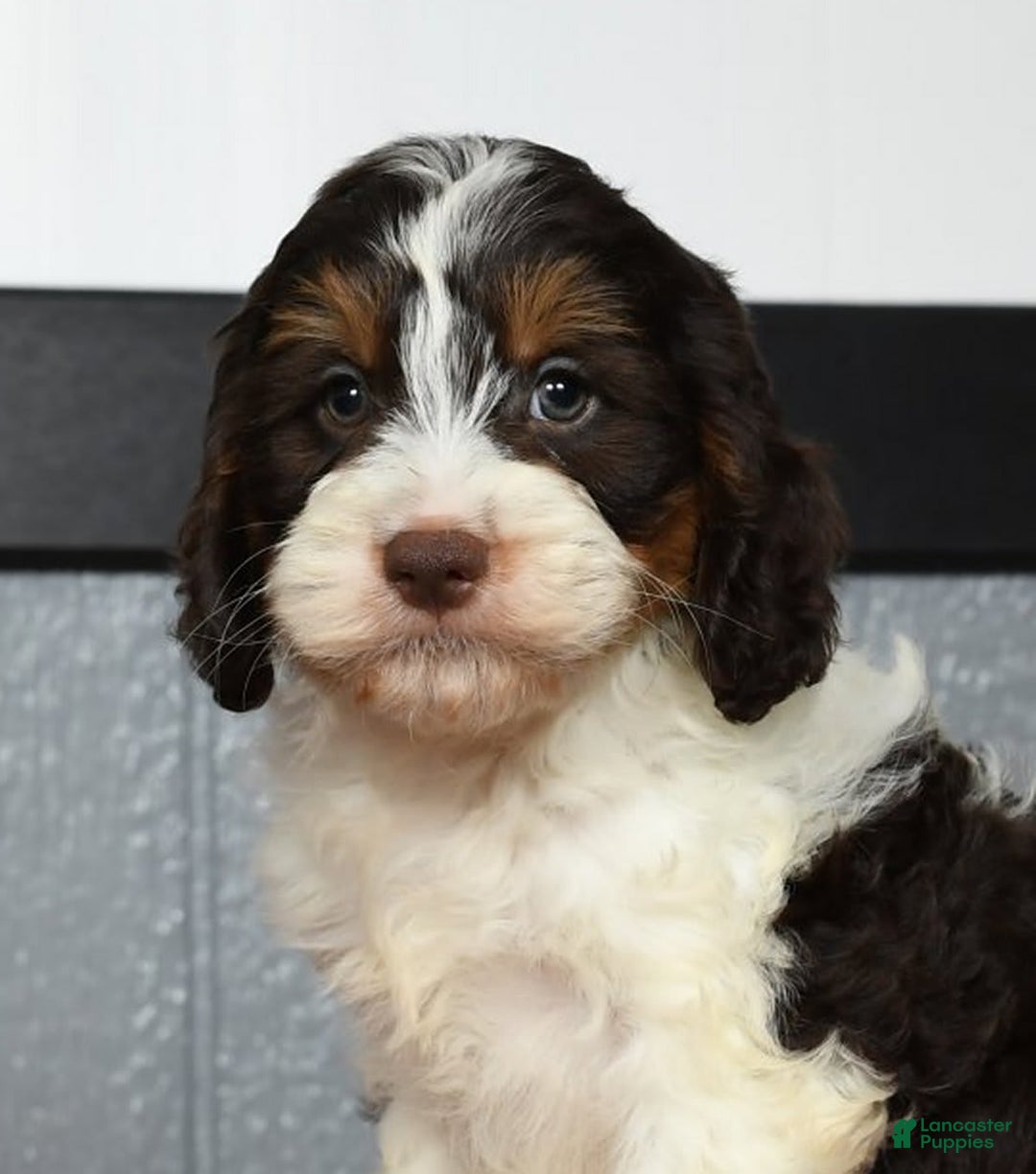 Cavapoo dogs for sale: Jones - Image 9