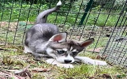 Siberian Husky dogs for sale: Shana - Image 9