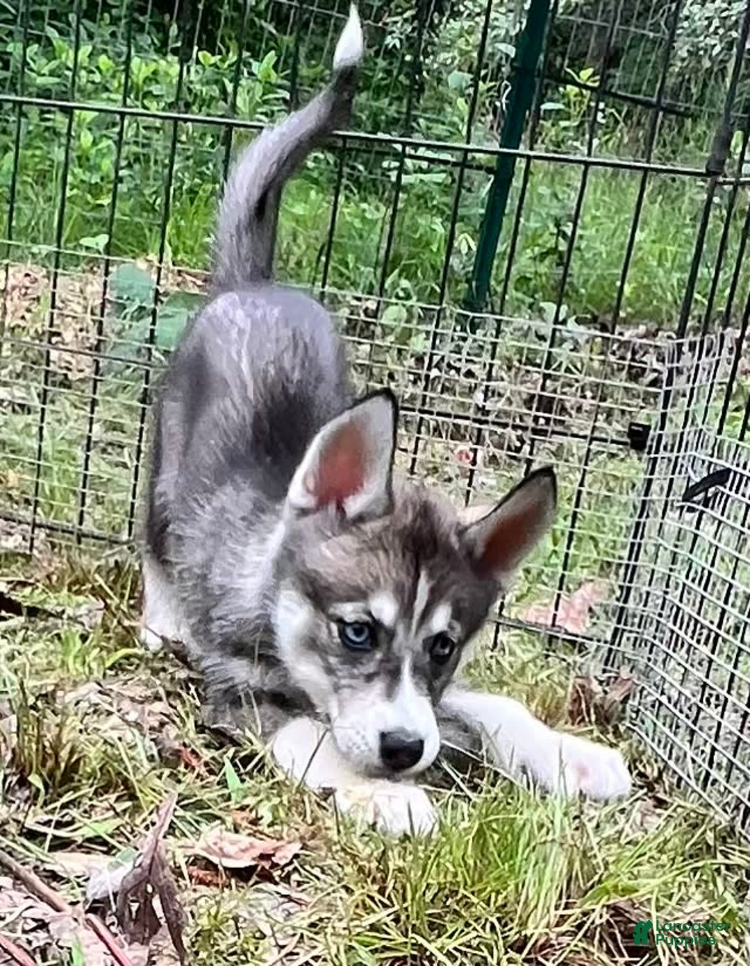 Siberian Husky dogs for sale: Shana - Image 9