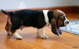 Basset Hound dogs for sale: Hank - Image 6