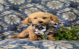 Miniature Poodle dogs for sale: Fabian - Image 11