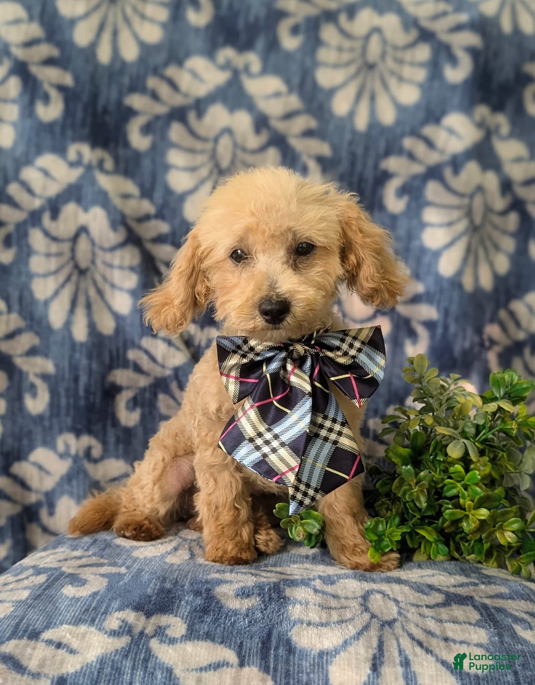 Miniature Poodle dogs for sale: Fabian - Image 11