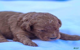 Goldendoodle dogs for sale: Oliver - Image 3