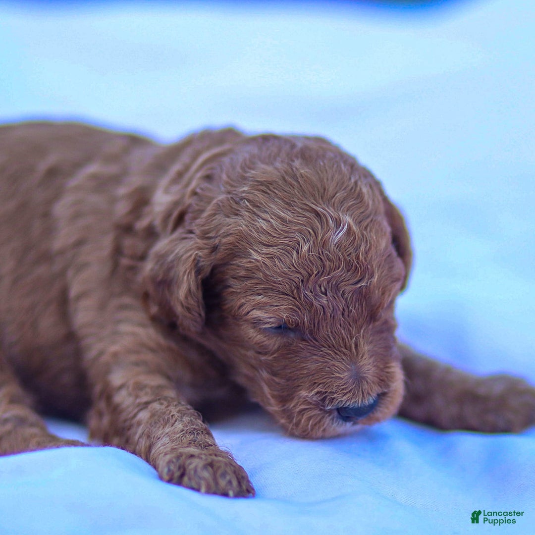 Goldendoodle dogs for sale: Oliver - Image 3