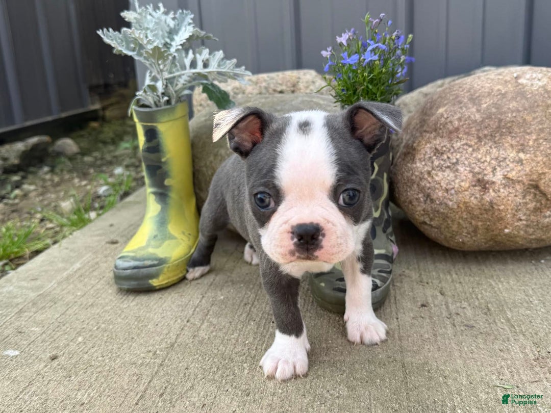 Boston Terrier dogs for sale: Tuffy - Image 5