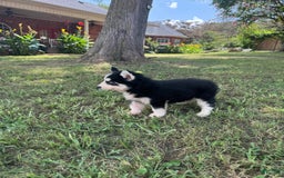 Siberian Husky dogs for sale: Bridgett - Image 10