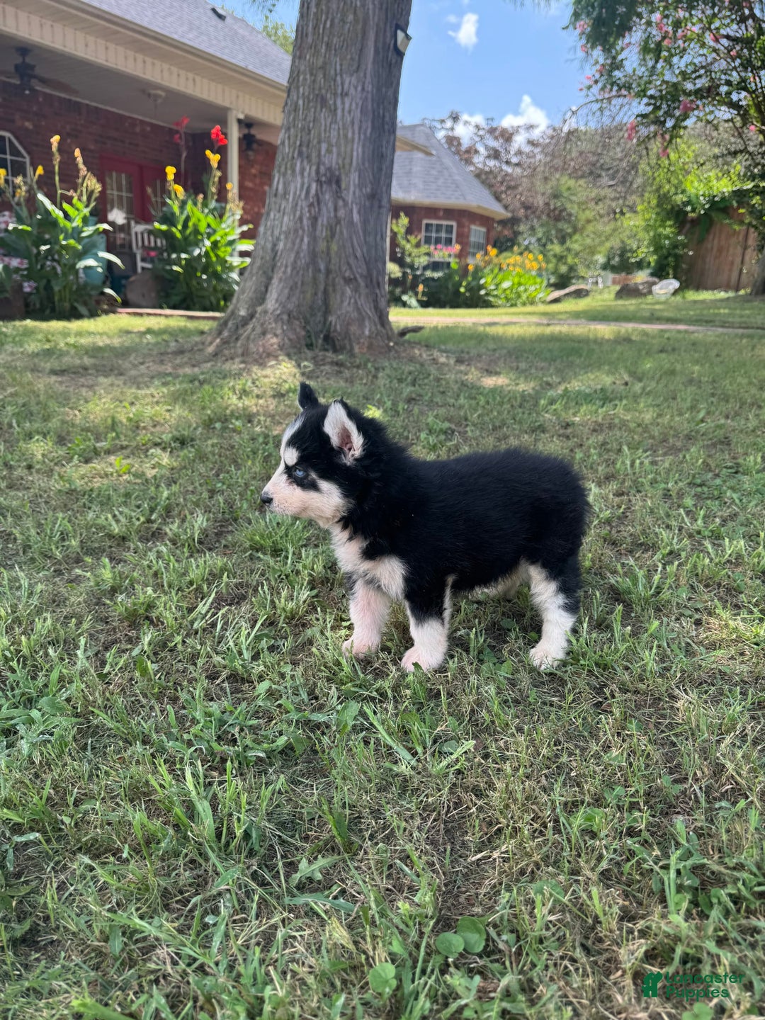 Siberian Husky dogs for sale: Bridgett - Image 10