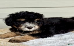 Mini Bernedoodle dogs for sale: Reno - Image 6
