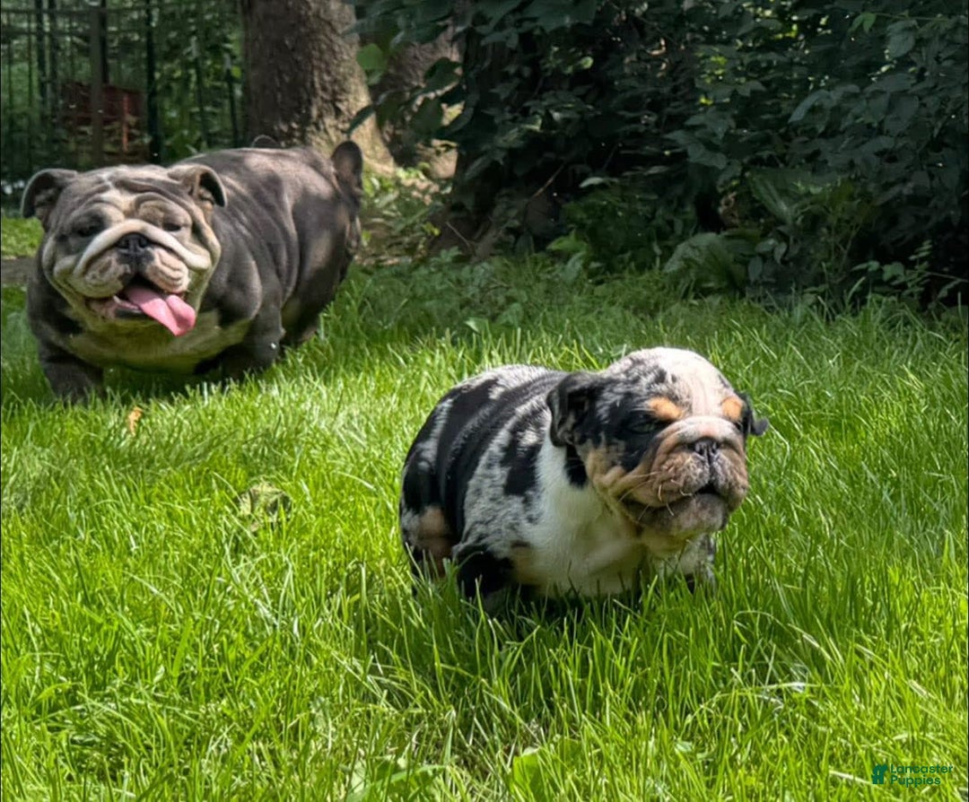 English Bulldog dogs for sale: Prince - Image 2