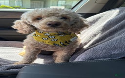 Miniature Poodle dogs for sale: Fredrick - Image 6