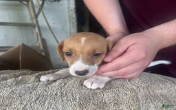 Jack Russell Terrier dogs for sale: Jackson - Image 3