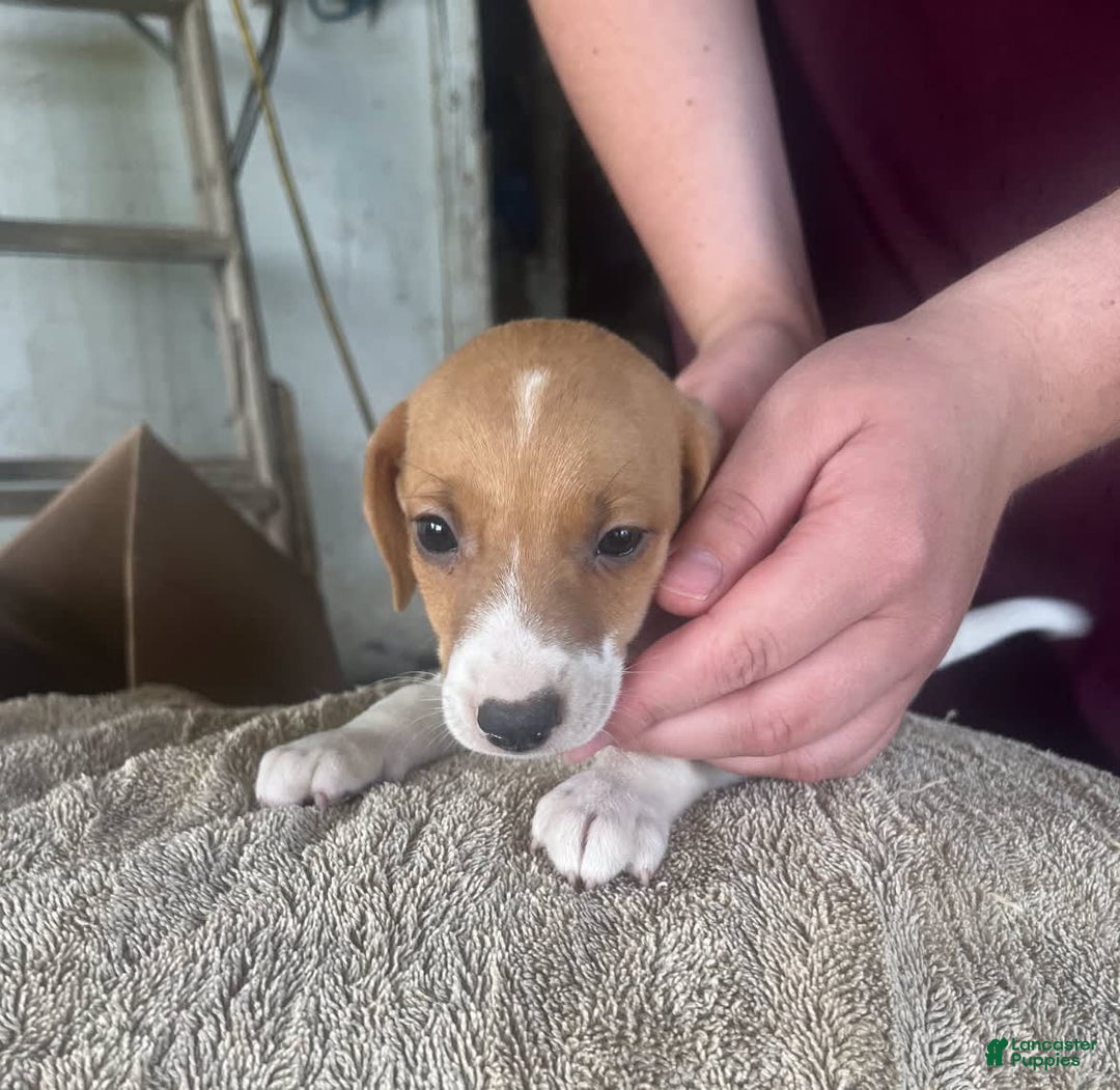 Jack Russell Terrier dogs for sale: Jackson - Image 3