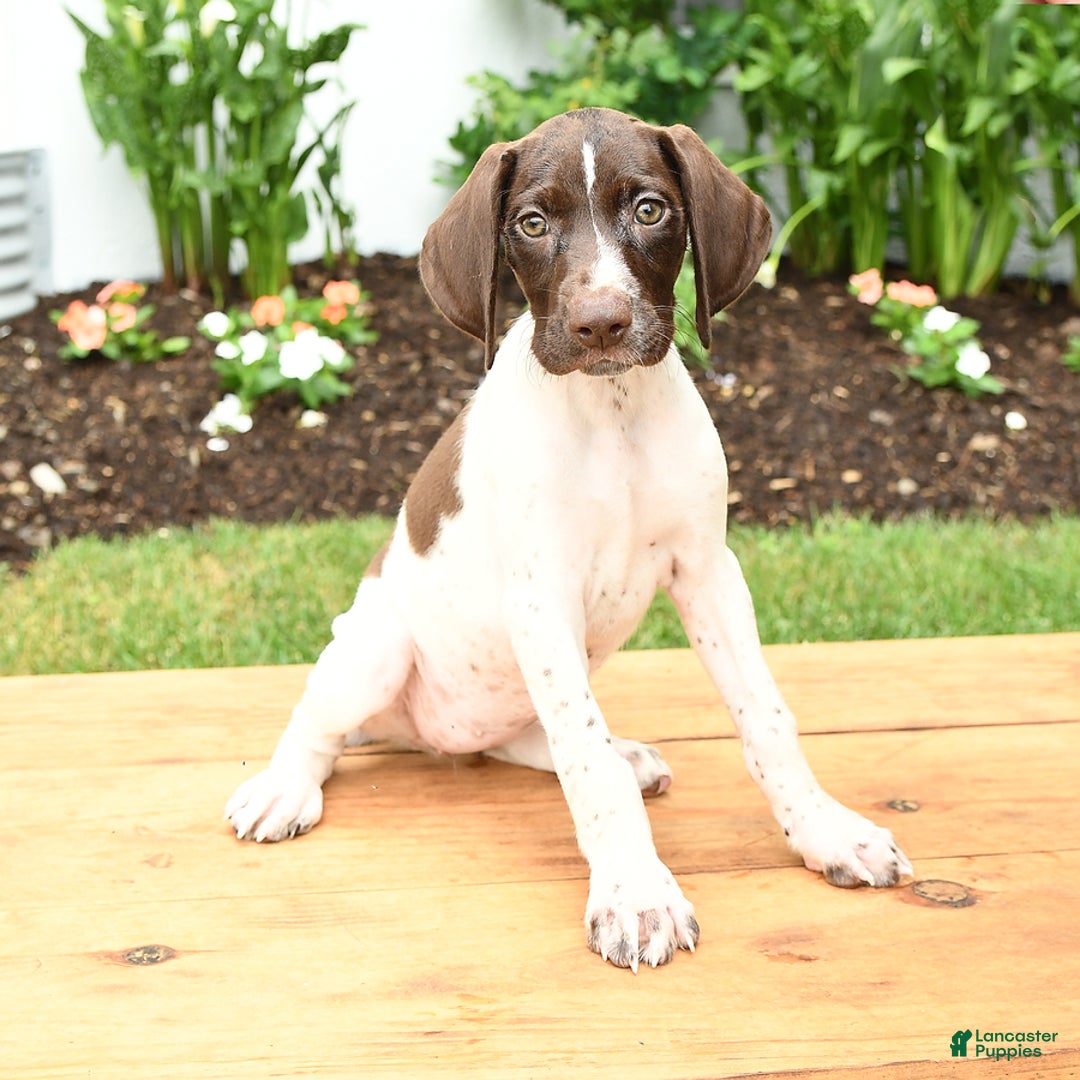 German Shorthaired Pointer dogs for sale: Ophelia - Image 1