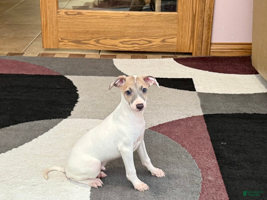 Italian Greyhound dogs for sale: Jaden - Image 7