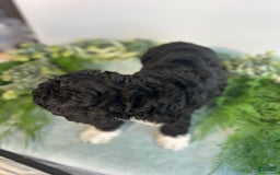 Mini Bernedoodle dogs for sale: Benito - Image 9