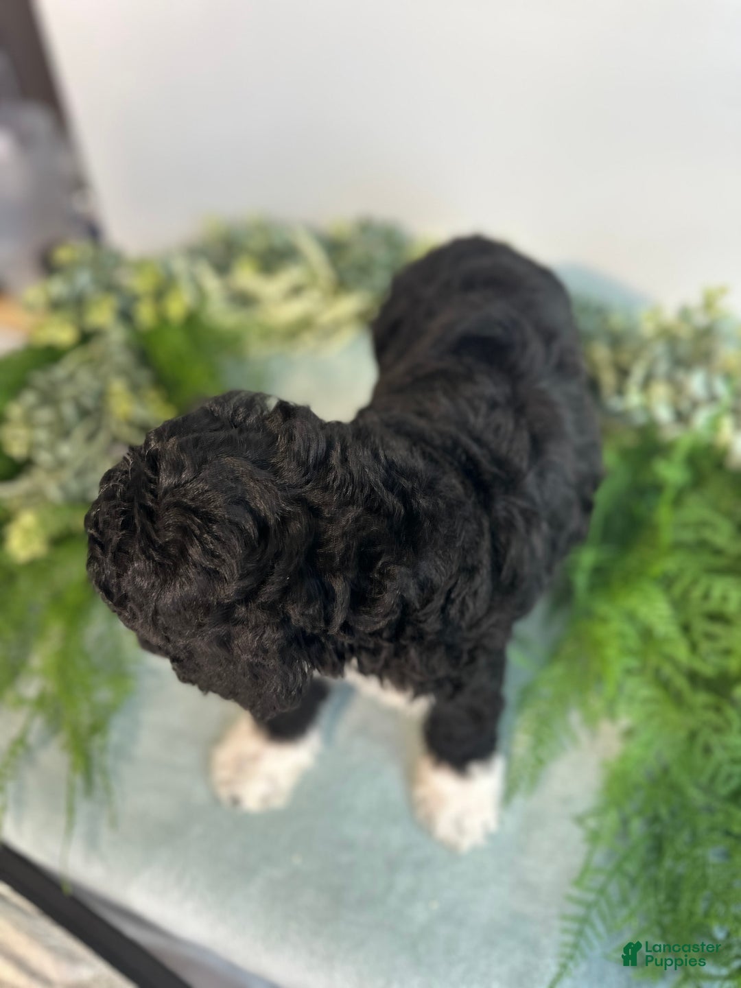 Mini Bernedoodle dogs for sale: Benito - Image 9