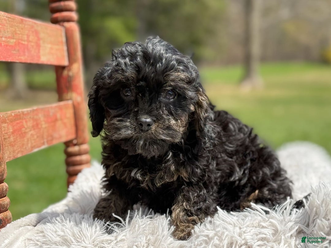 Cavapoo dogs for sale: Kingston - Image 2