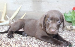 Labrador Retriever dogs for sale: Amelia - Image 5