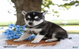 Alaskan Klee Kai dogs for sale: Bo - Image 4