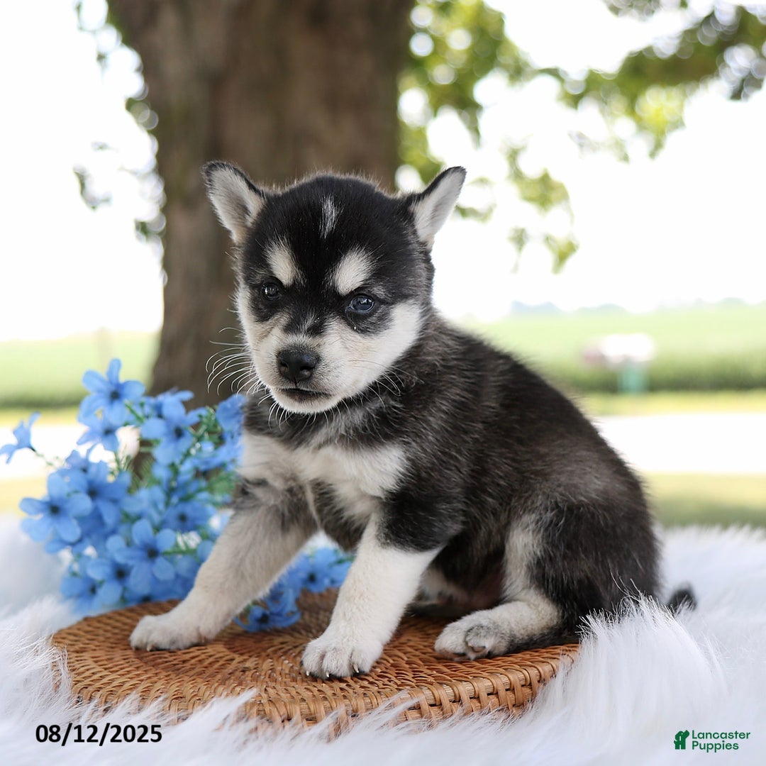 Alaskan Klee Kai dogs for sale: Bo - Image 4
