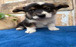 Welsh Corgi Pembroke dogs for sale: Chase - Image 11