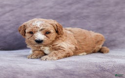 Goldendoodle dogs for sale: Ocean - Image 6