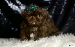 Shih Tzu dogs for sale: Peanut - Image 5